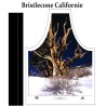 Pin de Bristlecone en Californie Pin de Bristlecone en Californie