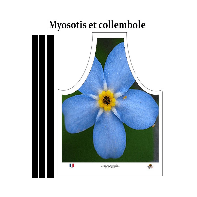 Myosotis et collembole