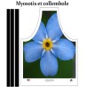 Myosotis et collembole
